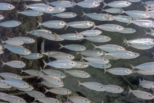 Yellow Jack, Carangoides Bartholomaei