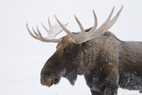 An Elk (Cervus Canadensis) With Snow On It's Fur