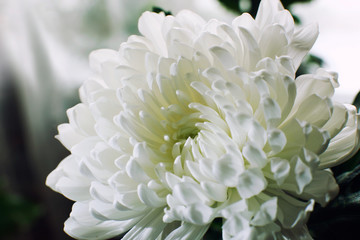 White chrysanthemum flower close-up