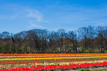 Tulip colorful blossom flowers cultivation field in spring. Keukenhof, Holland or Netherlands, Europe