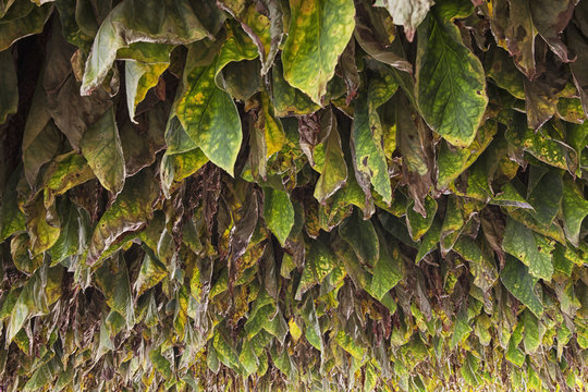 Type 41 tobacco drying in barn in Lancaster County; Pennsylvania, United States of America