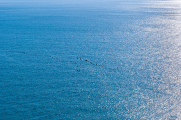 Fototapeta na wymiar A beam of sunlight reflecting over rippled dark blue water and many birds flying to South