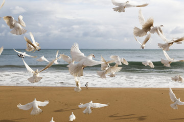 Flock of white birds flying over beach, Benidorm, Spain