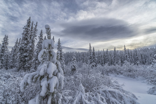 Clouds and mist envelop the mountains while snow covers the trees and shrubs during winter along the Annie Lake Road, near Whitehorse; Yukon, Canada