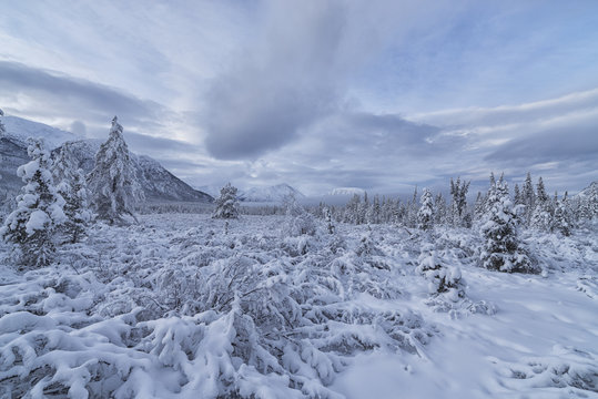 Clouds and mist envelop the mountains while snow covers the trees and shrubs during winter along the Annie Lake Road, near Whitehorse; Yukon, Canada