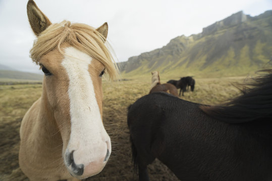 Icelandic horses; Iceland
