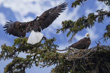Bald Eagles in nest, Alaska, USA