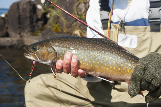 Angler holding a large brook trout (Salvelinus fontinalis); Ontario, Canada