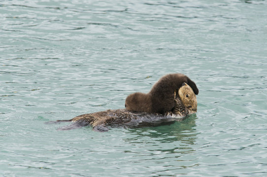 Sea Otter (Enhydra lutris) mother controls it's baby; Cordova, Alaska, United States of America