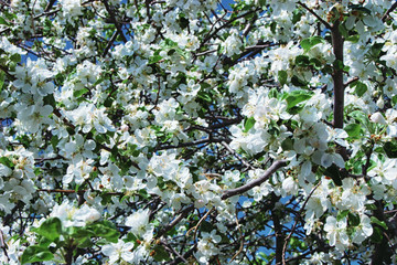 Apple flower close up during flowering background