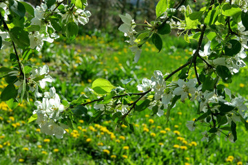 Branches of blossoming Apple tree on background of green meadow