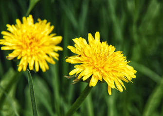 Yellow dandelions growing in natural conditions