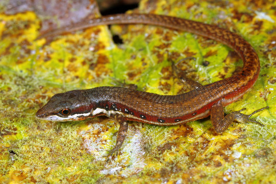 White-striped eyed lizard (Prionodactylus argulus) in the Peruvian Amazon