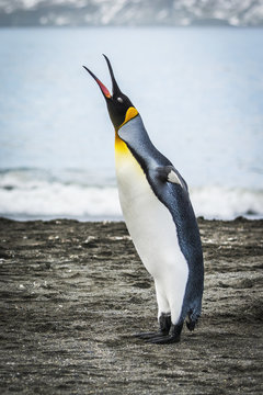 King penguin (Aptenodytes patagonicus) squawking on beach beside water; Antarctica