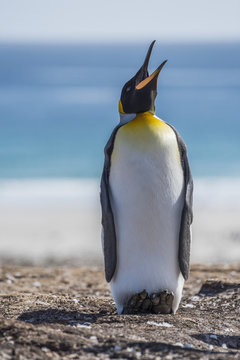 King penguin (Aptenodytes patagonicus) squawking in sunshine on beach; Antarctica