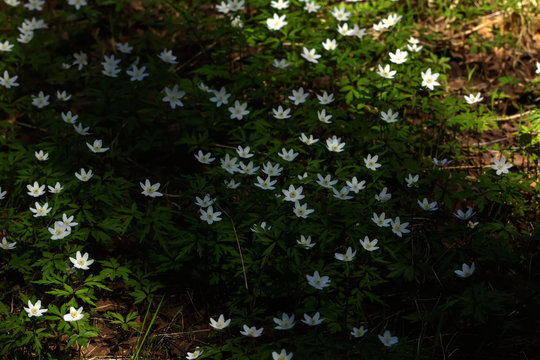 The white flower of an anemone blossoming in the spring wood. 