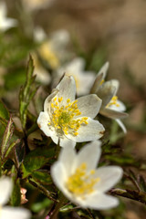 The white flower of an anemone blossoming in the spring wood. 