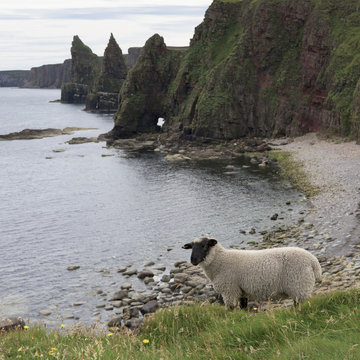 A sheep stands at the water's edge with sea stacks and cliffs along the coastline, Duncansby Head; John O' Groats, Scotland
