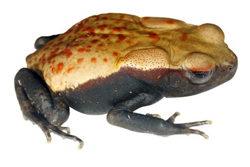 Peruvian smooth-sided toad (Rhaebo glabberimus)