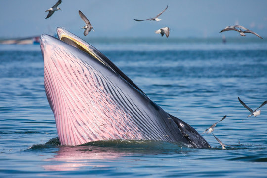 Bryde's whale feeding