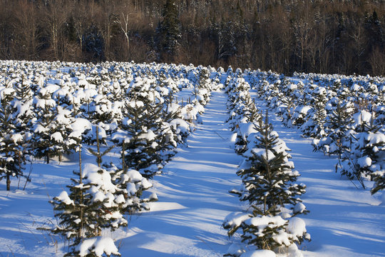Christmas tree farm in winter; Hatley, Quebec, Canada