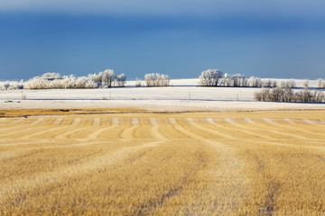 Snow covered stubble field with harvest lines and frosted trees in the background with blue sky and cloud cover; Rosebud, Alberta, Canada