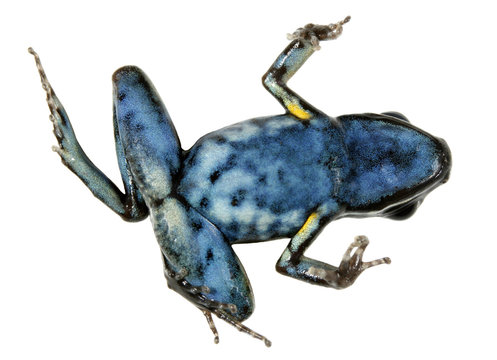 Spotted-legged poison frog (Ameerega hahneli) on its back symbolizing the global decline in amphibian species