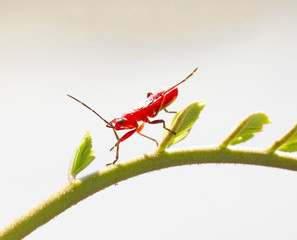 Red young firebug on green plant