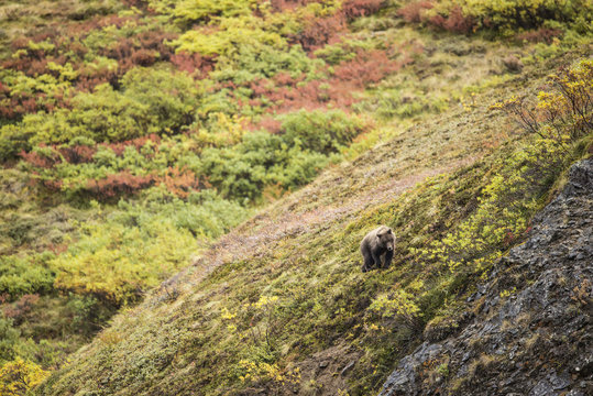 Brown bear in Autumn landscape, Igloo Pass, USA, Denali National Park and Preserve, Alaska.