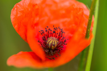 Staubblätter und Samenkapsel im Inneren einer Klatschmohnblume