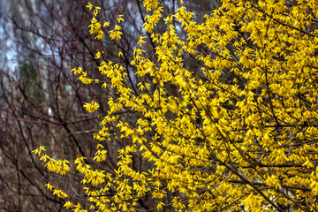 Blooming in spring garden bush forsythia. Rural. 