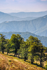 few trees on a mountain hill side