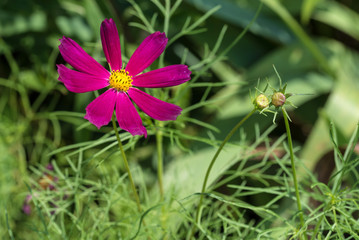 Cosmos flower in garden