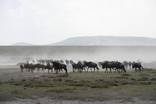 Herd of Wildebeest (Connochaetes taurinus) stirs up dust while moving across Serengeti short grass plains near Ndutu, Ngorongoro Crater Conservation Area; Tanzania