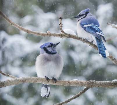 Two blue jays sitting on tree branch in snowfall, Ontario, Canada