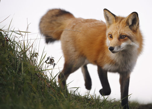Red fox walking on grass