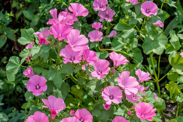 Pink mallow flowers in the home garden