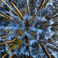 Looking up from under the pines