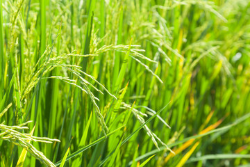 Fototapeta na wymiar Rice in the rice fields