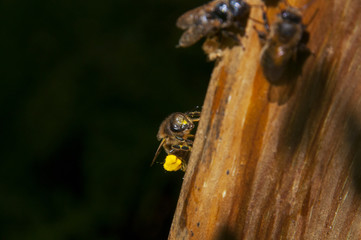 Abeja transporta polen al panal
