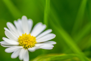 Fototapeta premium Gänseblümchen auf einer Wiese