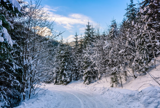 snowy road through spruce forest