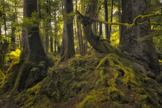 Lush rainforest; Haida Gwaii, British Columbia, Canada