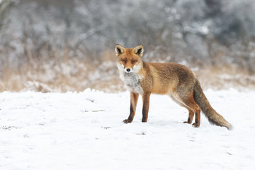 Red fox in a white winter landscape with fresh fallen snow
