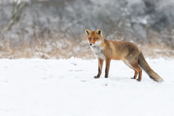 Red fox in a white winter landscape with fresh fallen snow
