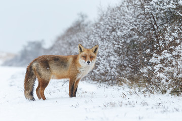 Red fox in a white winter landscape with fresh fallen snow

