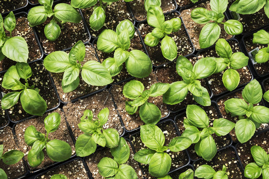 Basil plants in greenhouse; Lancaster, Pennsylvania, United States of America