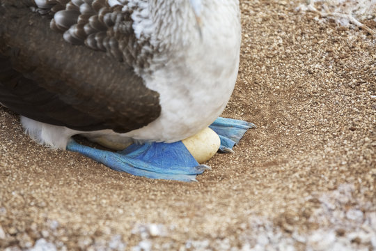 Blue-footed booby sitting on egg in nest, Galapagos