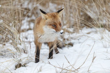 Red fox in a white winter landscape with fresh fallen snow
