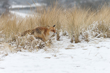 Fototapeta premium Red fox in a white winter landscape with fresh fallen snow 